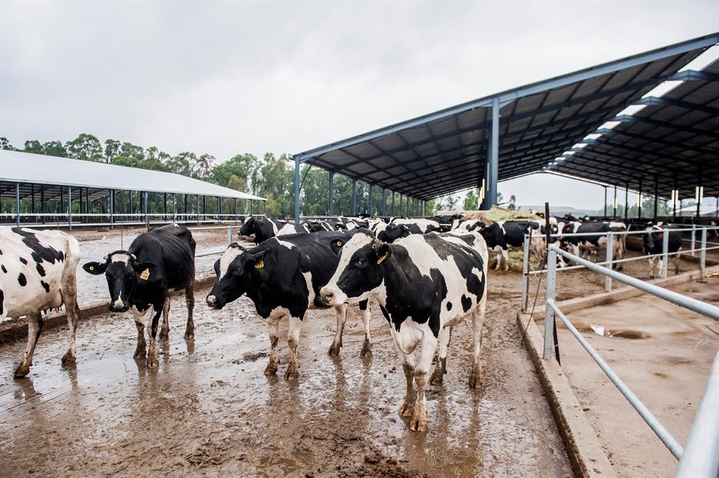 Estina-melkery, Vrede (Foto: Conrad Bornman, Netwerk24)